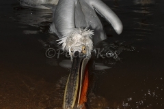 dalmatian-pelican-fish-launch-flash_lakekerkini_20110228_a23d9931_1