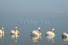 dalmatian-pelican-group-in-sun_lakekerkini_20110304_a23d3626