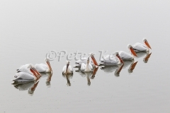 dalmatian-pelican-group_lakekerkini_20110228_a23d0703