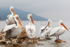 dalmatian-pelican-island_lakekerkini_20110303_a23d2514