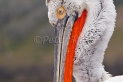 dalmatian-pelican-preening_lakekerkini_20110303_a23d2545