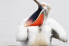 dalmatian-pelican-yawn_lakekerkini_20110228_a23d0104
