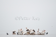 pelican-island_lakekerkini_20110227_a23d8692