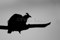 guineafowl-roosting_pilanesberg_20110107_a23d4126