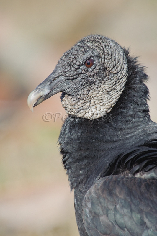 black-vulture-portrait_800_sw-fla-2012_20120215_kes_4540