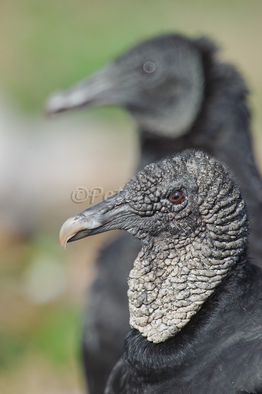 black-vultures_800_sw-fla-2012_20120215_kes_4581