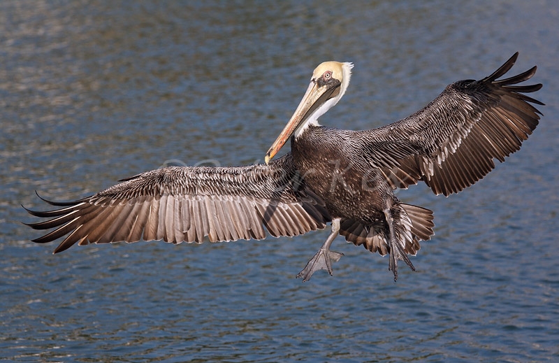 brown-pelican-flight_800_sw-fla-2012_20120208_g1pk6056