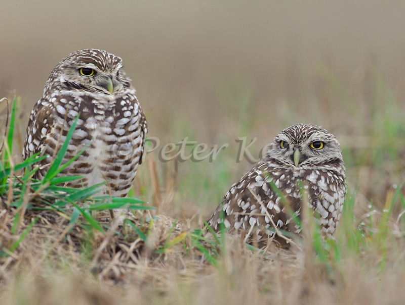 burrowing-owl-pair_800_sw-fla-2012_20120211_kes_1736