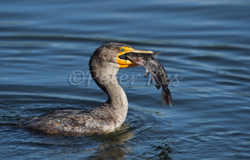cormorant-with-fish_800_sw-fla-2012_20120208__kes9996