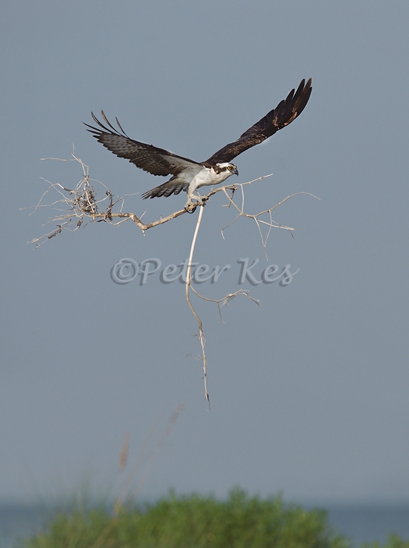 osprey-with-tree_800_sw-fla-2012_20120210_kes_1050