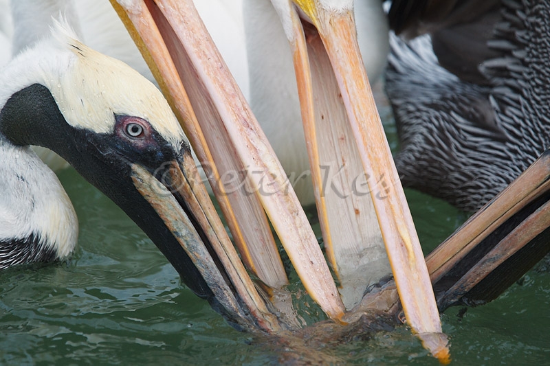 pelican-fight_800_sw-fla-2012_20120208_g1pk6228
