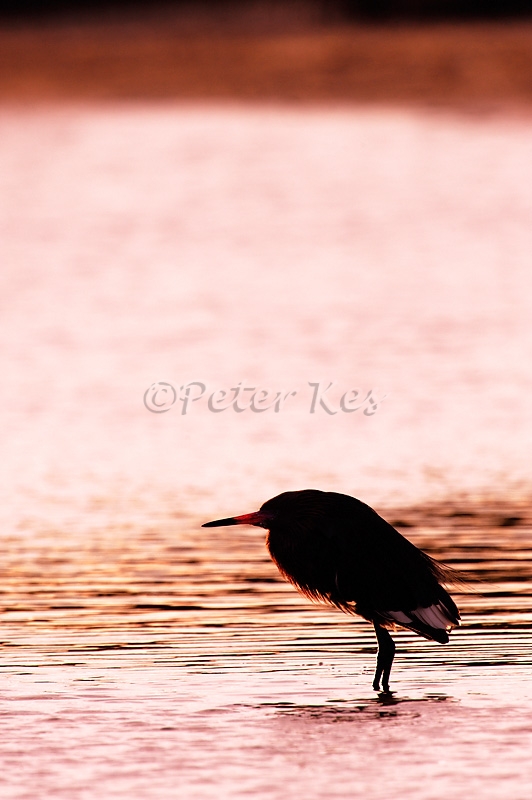 reddish-egret-silhouette_800_sw-fla-2012_20120212_kes_2250