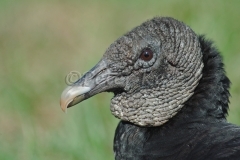 black-vulture-portrait_800_sw-fla-2012_20120215_kes_4591