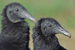 black-vultures_800_sw-fla-2012_20120215_kes_4550
