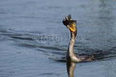 cormorant-fish_800_sw-fla-2012_20120208__kes9908