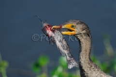 cormorant-with-fish_800_sw-fla-2012_20120208__kes9981
