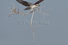 osprey-with-tree_800_sw-fla-2012_20120210_kes_1050