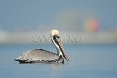 pelican_800_sw-fla-2012_20120210_kes_1201