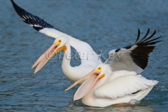 white-pelicans_800_sw-fla-2012_20120208_g1pk6160