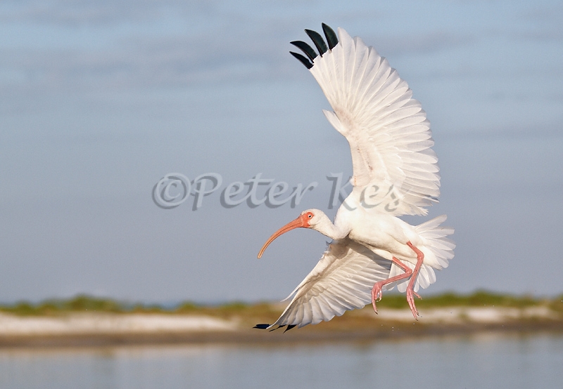white-ibis_800_sw-fla-2012_20120210_g1pk6620