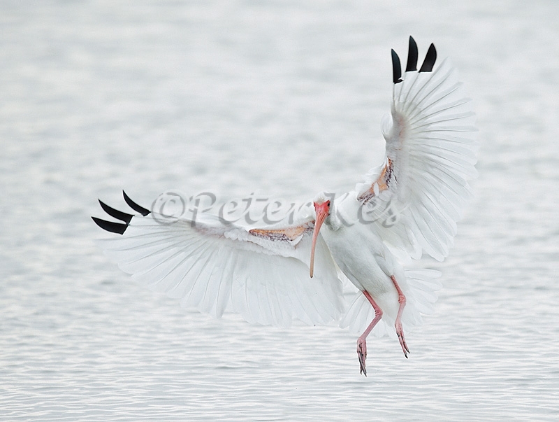 white-ibis_800_sw-fla-2012_20120212_kes_2433_0