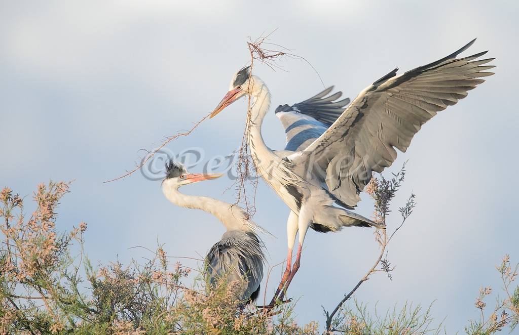blue-heron-nesting_camargue_20130610__90r5965