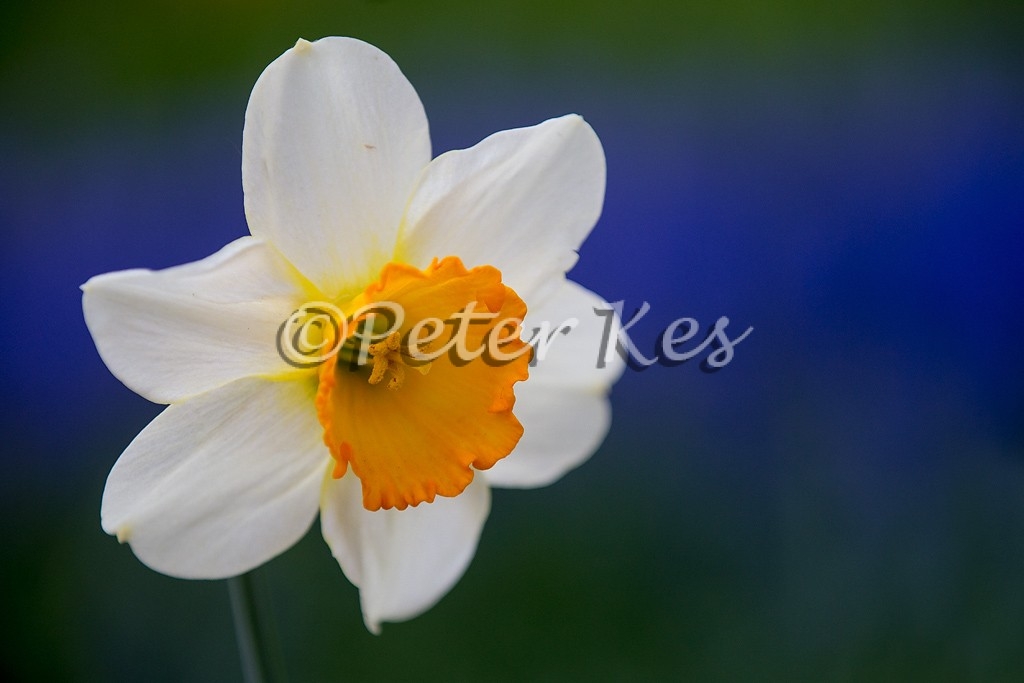 daffodil-blue-bg-keukenhof_20140422__90r9405