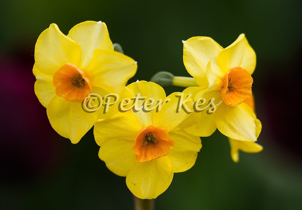 daffodils-small-keukenhof_20140422__90r9619