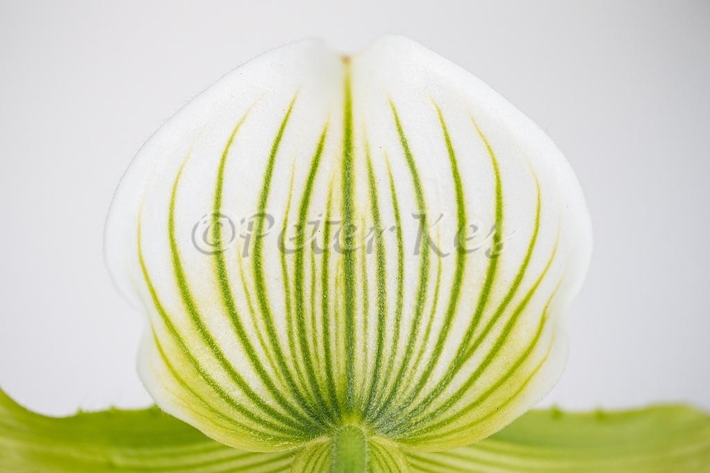 orchid-back-leaf_keukenhof_20140418__90r4580