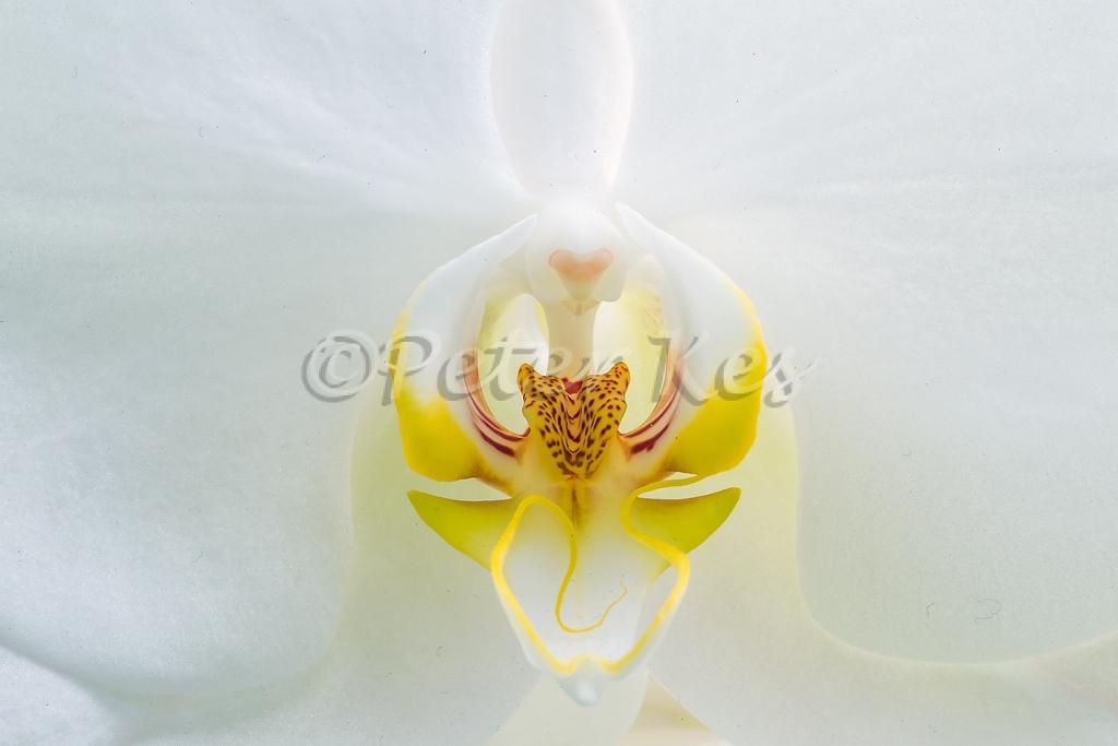 orchid-heart-keukenhof_20140418__90r4635