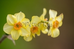 daffodils-small-keukenhof_20140422__90r9613