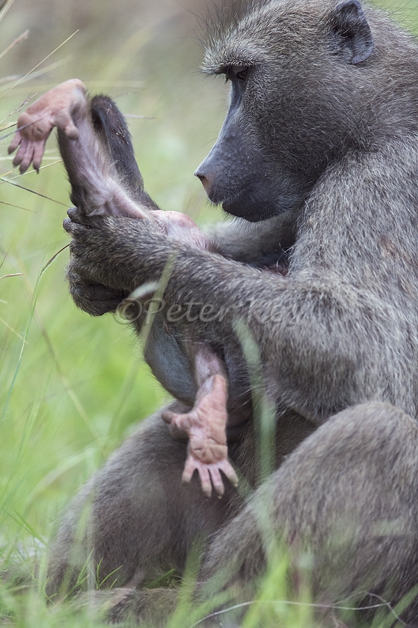 Baboon-Baby_Kruger_20140320__90R2415