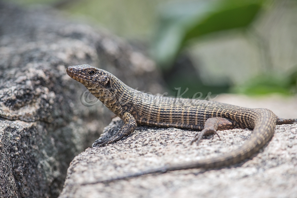 Giant-Plated-Lizard_Kruger_20140320__90R2745