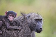 Baboon-Baby_Kruger_20140320__90R2381