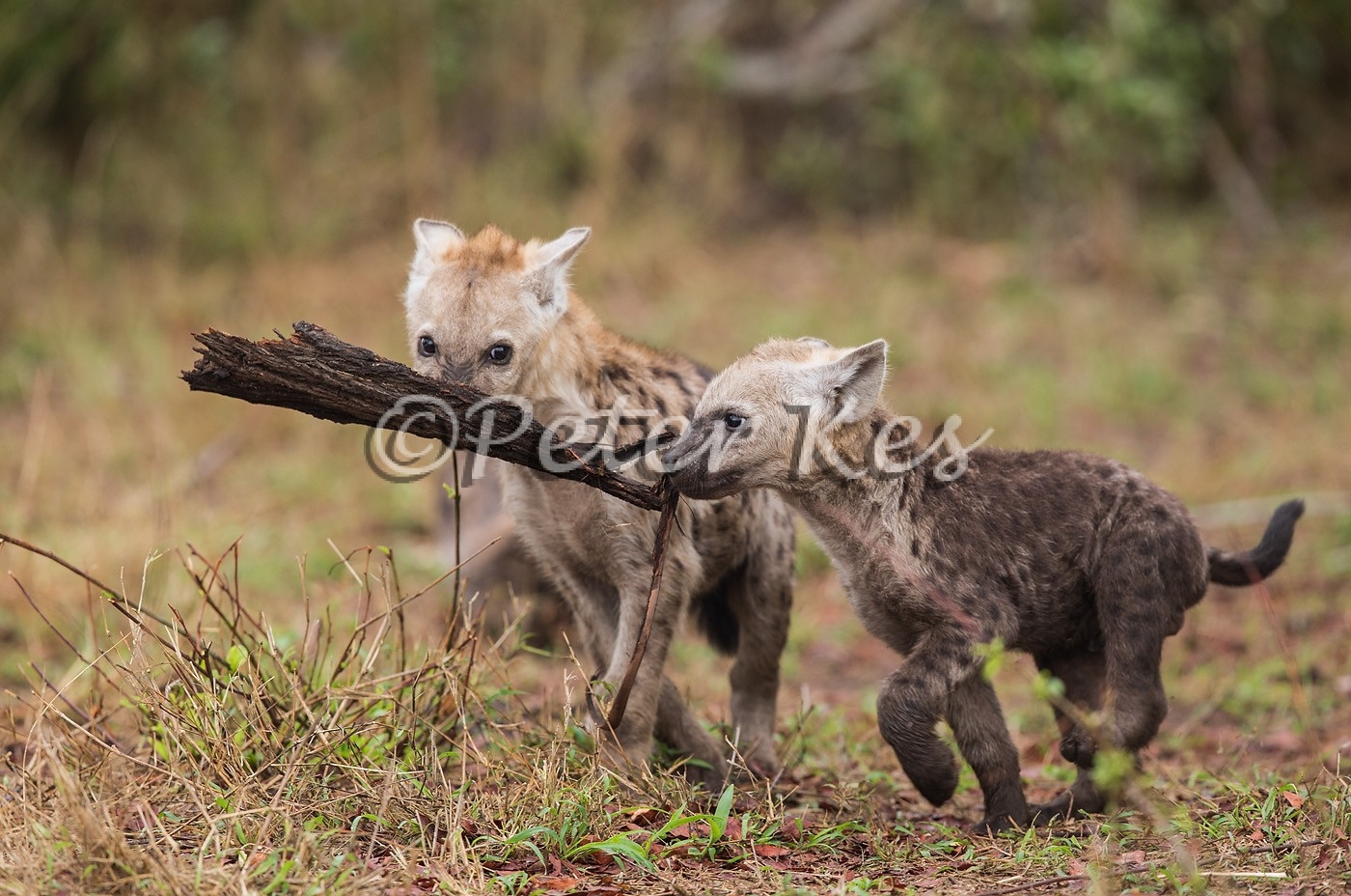 hyena-pups-playing_sa_ug_20141023__90r6957