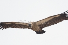 whitebacked-vulture_sa_ug_20141022__90r5980