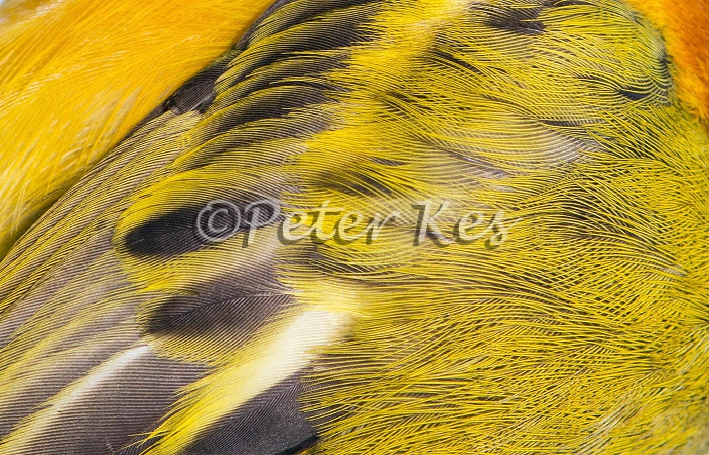 blackheaded-weaver-feather-details_sa_ug_20141105__90r4433