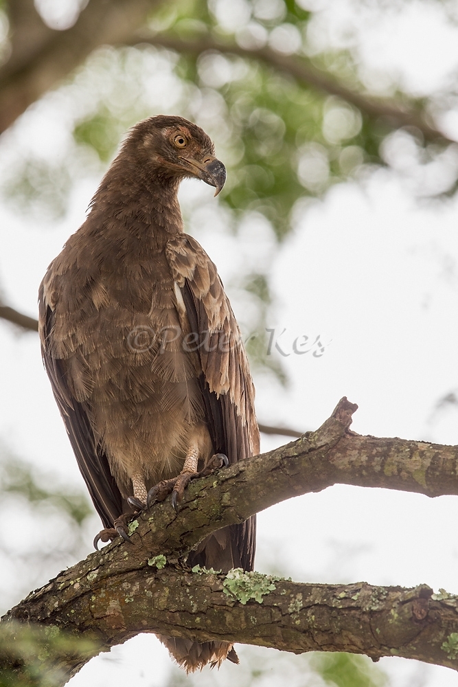 palmnut-vulture-juvenile_sa_ug_20141102__90r2108