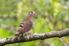 blue-spotted-wood-dove_sa_ug_20141102__90r2110