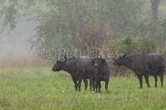 buffalo-in-rain_sa_ug_20141102__90r1588
