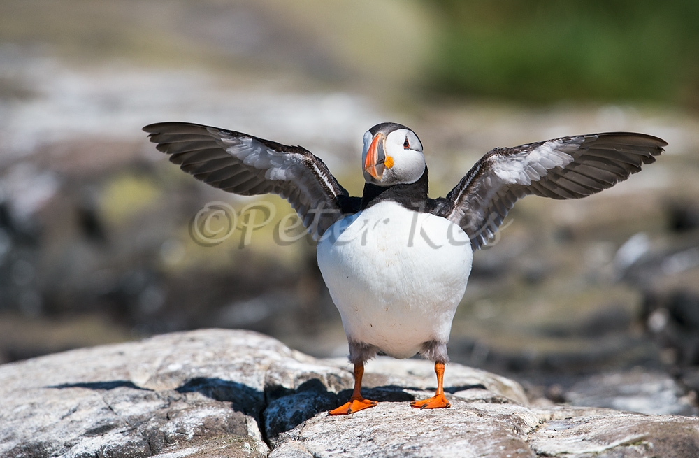 Puffin_20150703__1DX3130