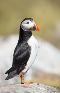Puffin_20150703__1DX3160