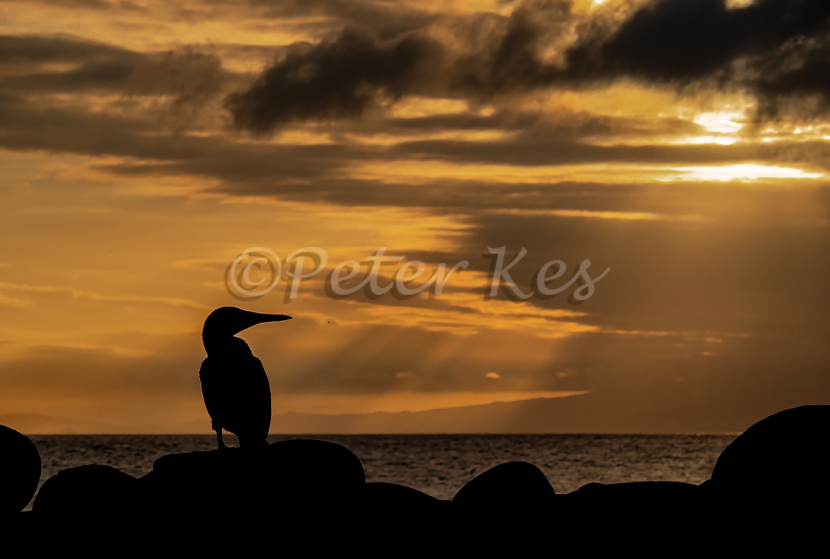 Bluefooted-Booby-Silhouette_North-Seymour_20190724-DSC00236