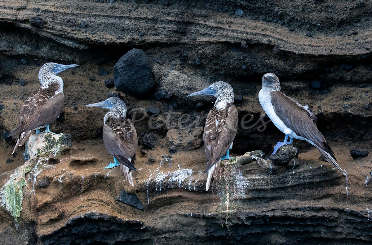 Bluefooted-Booby_Isabela_Tagus-Cave_20190727__5D40286