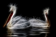 fract-kerkinin_pelicans