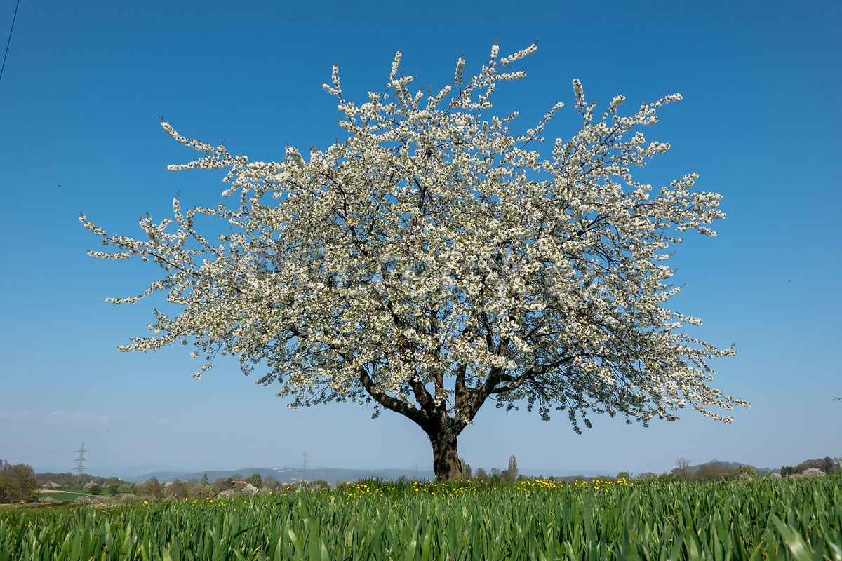 Cherry-Blossom_Oberwil_20200410_DSC01013