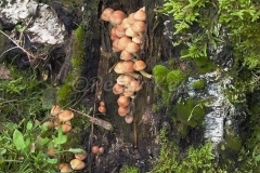 mushroom-trunk_hoge-veluwe_20100918_img_6169
