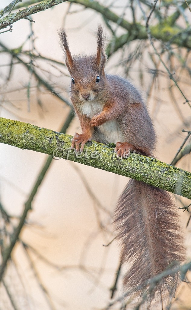 red-squirrel_bszoo_20140223__90r0206