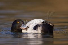 tufted_duck_cleanin_belly_grun80_21-02-2009_img_0643