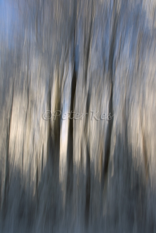 tree-blur-vertical_lettenhof_20101226_a23d3800